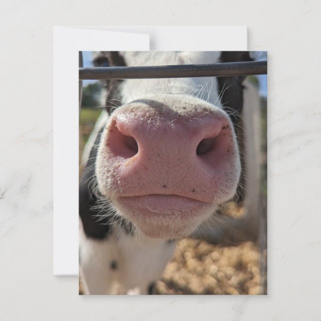 Cartão De Notas Vaca leiteira em uma Fazenda na Pensilvânia (Frente)