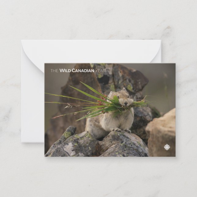 Cartão De Notas Verão - América Latina (Frente)