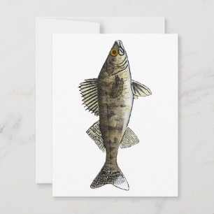 Cartão De Notas Walleye