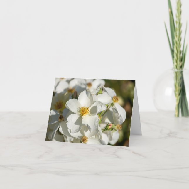 Cartão De Notas White Blooms (Frente)