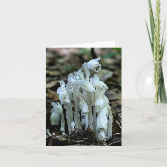 Cartão De Notas White Indian Pipe Wildflowers Nature  (Frente)