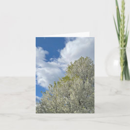 Cartão De Notas White Tree Blue Sky Clouds Photo