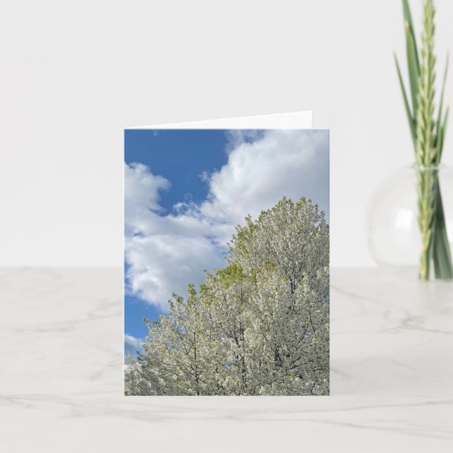 Cartão De Notas White Tree Blue Sky Clouds Photo (Frente)