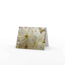 Wild Plum Blossoms Impressionista Vazio de Arte