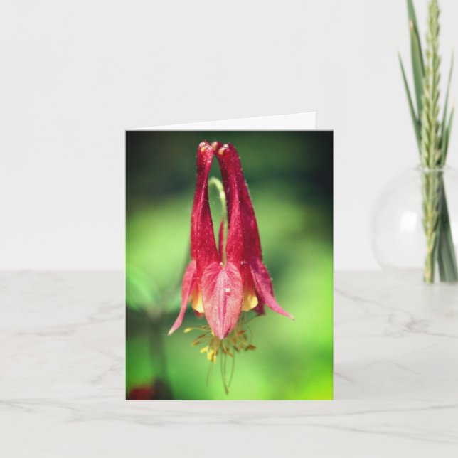 Cartão De Notas Wild Red Columbine Flower Photography  (Frente)