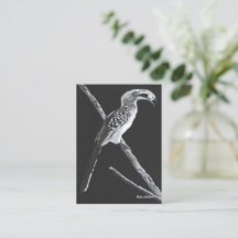 Yellow Billed Hornbill, Kalahari Animal Book
