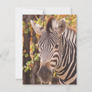 Cartão De Notas zebra listrada se fecha em uma foto da floresta de