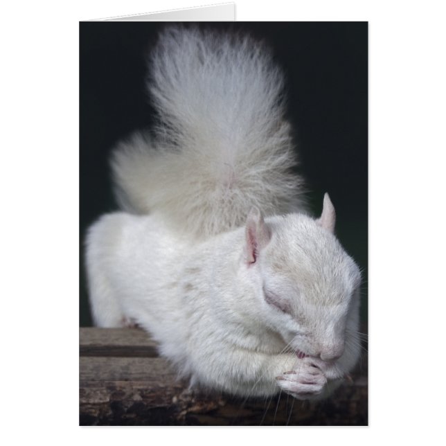 Cartão de noz da oração (Frente)