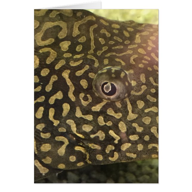 Cartão De Olho De Peixe (Frente)