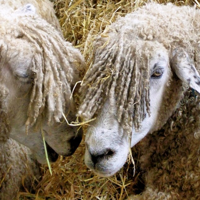 CARTÃO DE OVINO (Two beautiful Cotswold sheep captured photographically in a funny and humorous moment.)