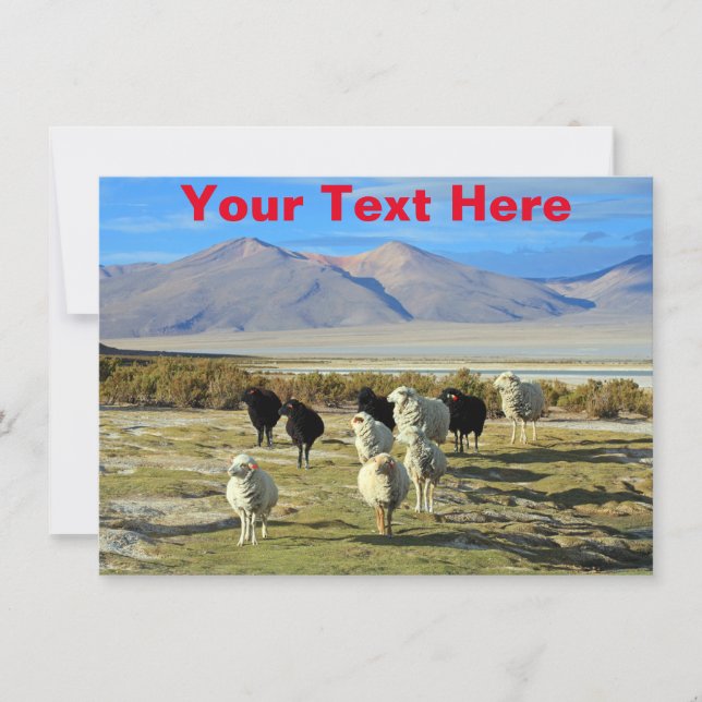 Cartão de ovino chileno personalizável (Frente)