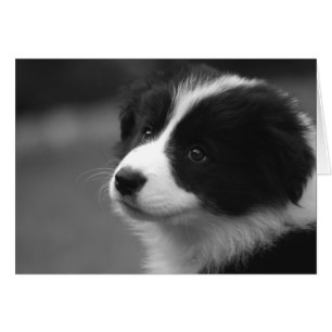 Cartão de Pagamento de Collie de Borda Cóplia