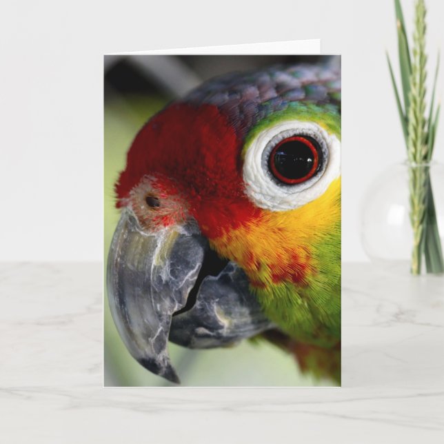 Cartão de Papagaio (Frente)