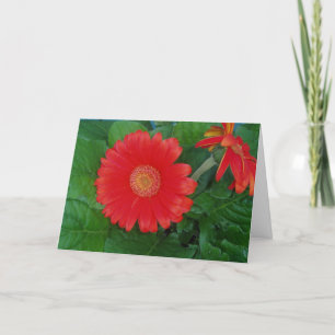 Cartão de Páscoa Gerbera Daisy
