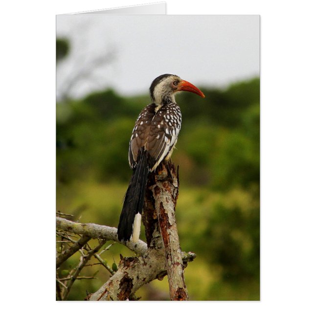 Cartão de Pássaro de Cobre Vermelha (Frente)