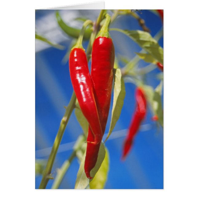 Cartão de pimento vermelho (Frente)