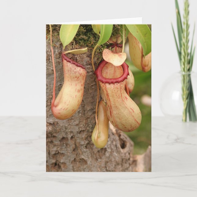 Cartão de Planta Carnívora (Frente)