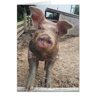 cartão de porco enlameado e engraçado