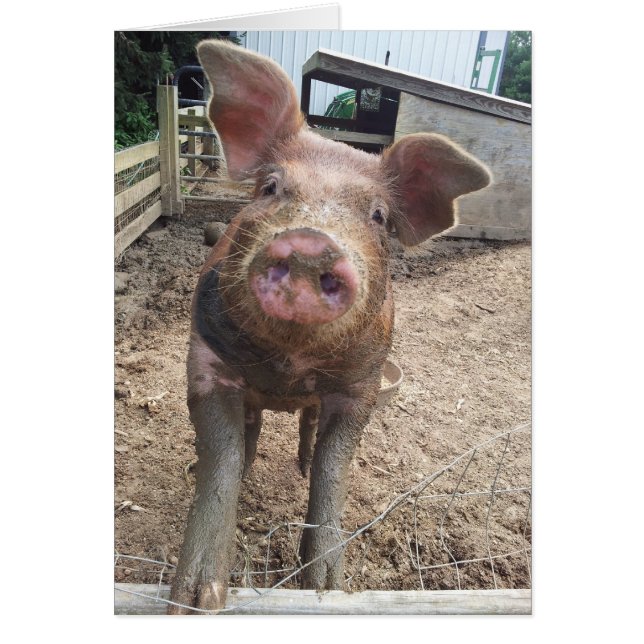 cartão de porco enlameado e engraçado (Frente)