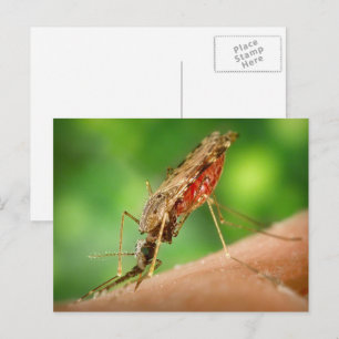 Cartão de Postal de Mosquito Cheio de Sangue