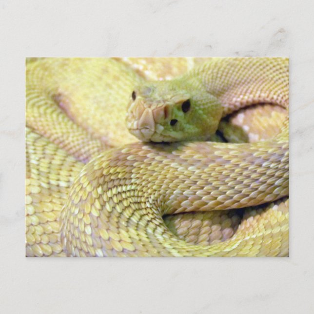 Cartão de Posto Albino Rattlesnake (Frente)