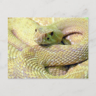 Cartão de Posto Albino Rattlesnake
