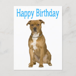 Cartão de Posto Birthday American Staffordshire Te
