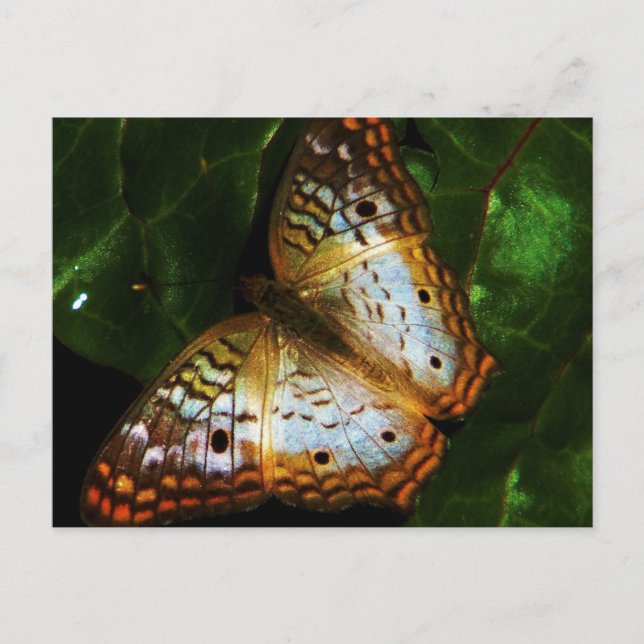 cartão de posto da borboleta de pavão (Frente)