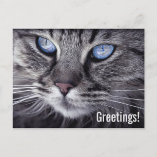 Cartão de Posto de Cartão Postal de Gato Cortado