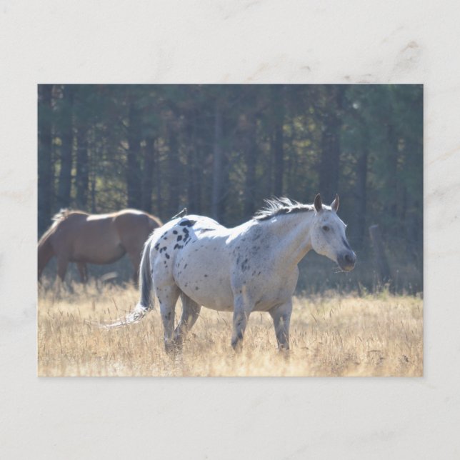 cartão de posto de cavalos (Frente)