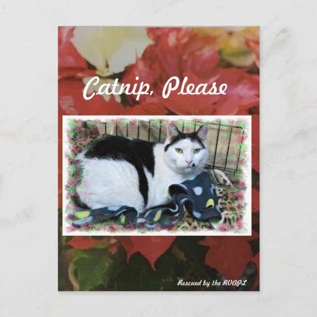 Cartão de Posto de Natal Cat (Frente)