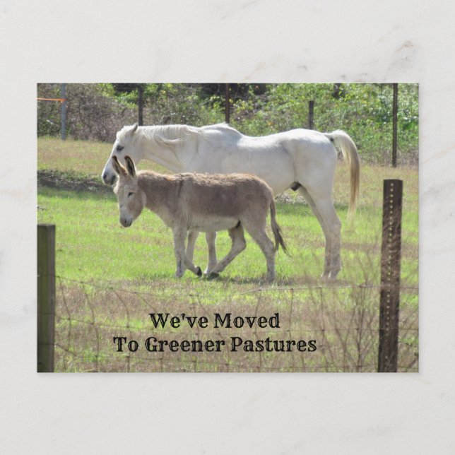 Cartão de Posto de Novo Endereço Horse e Donkey (Frente)