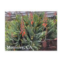 Cartão de Posto Moneterey Fan Aloe Plicatilis