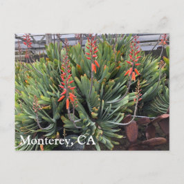 Cartão de Posto Moneterey Fan Aloe Plicatilis
