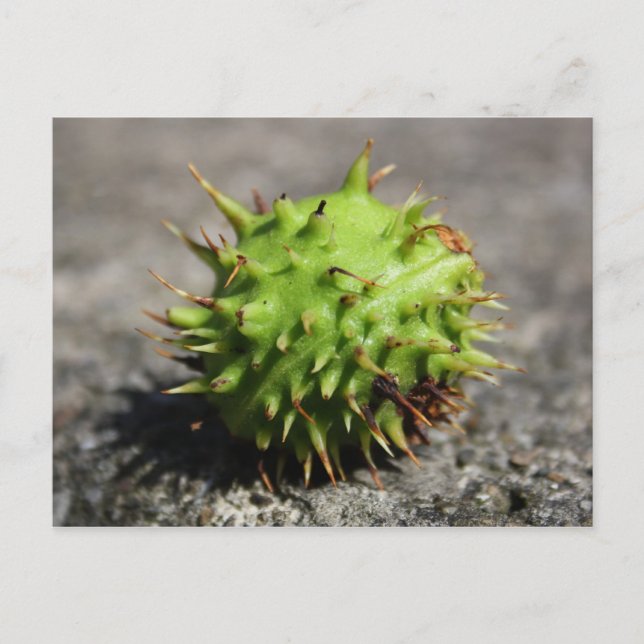 Cartão de Posto para iPhone Chestnut Horse (Frente)