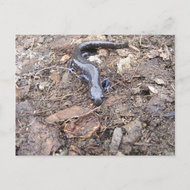 Cartão de Posto Salamander (Frente)