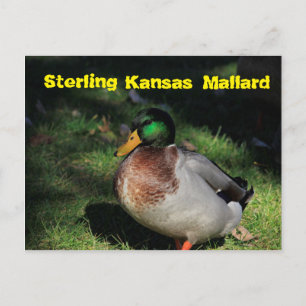 Cartão de Posto Sterling Kansas Mallard