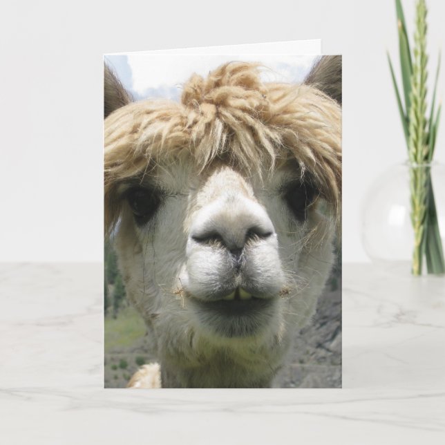 CARTÃO DE PRESENTE ALPACA EM BRANCO (Frente)