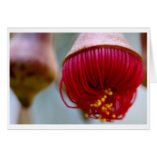 Cartão de presente do caesia do eucalipto - 02