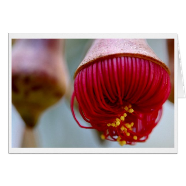 Cartão de presente do caesia do eucalipto - 02 (Frente Horizontal)