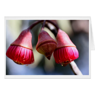 Cartão de presente do caesia do eucalipto - 03