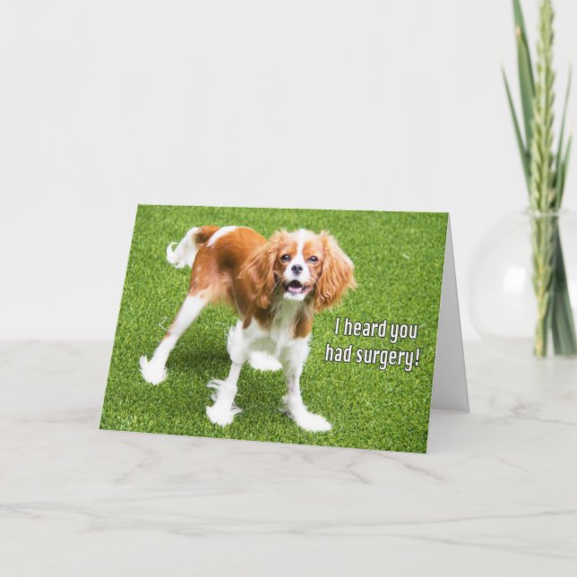 Cartão de Recuperação do Cavalier King Charles Spa (Frente)