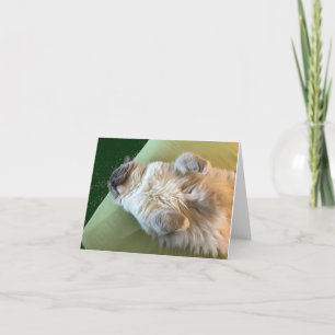 Cartão de Recuperação do Gatinho Ragdoll Adormecid