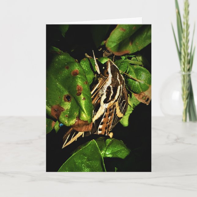 Cartão de Recuperação "Mariposa Relaxando" (Frente)