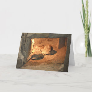 Cartão de Recuperação "Tortoise Cave"