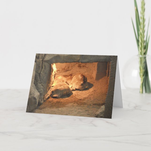 Cartão de Recuperação "Tortoise Cave" (Frente)