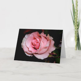 Cartão de Rosa Rosa