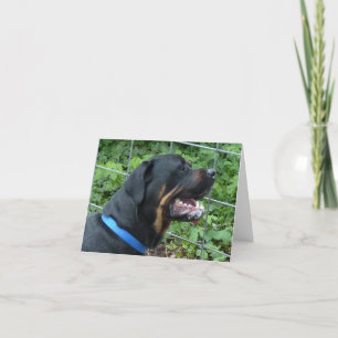 Cartão de Rottweiler "Apollo"