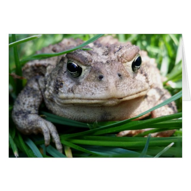 Cartão de sapo personalizável (Frente Horizontal)