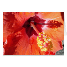 Cartão de Saudação Amarylis